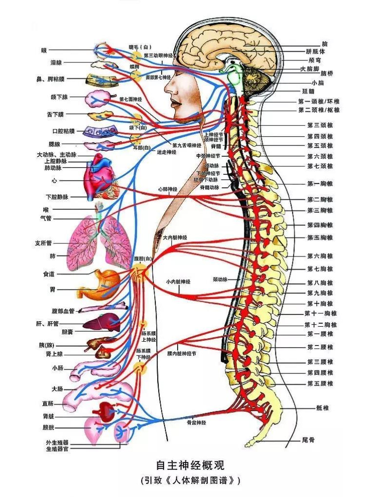 人体肋骨器官分布图图片