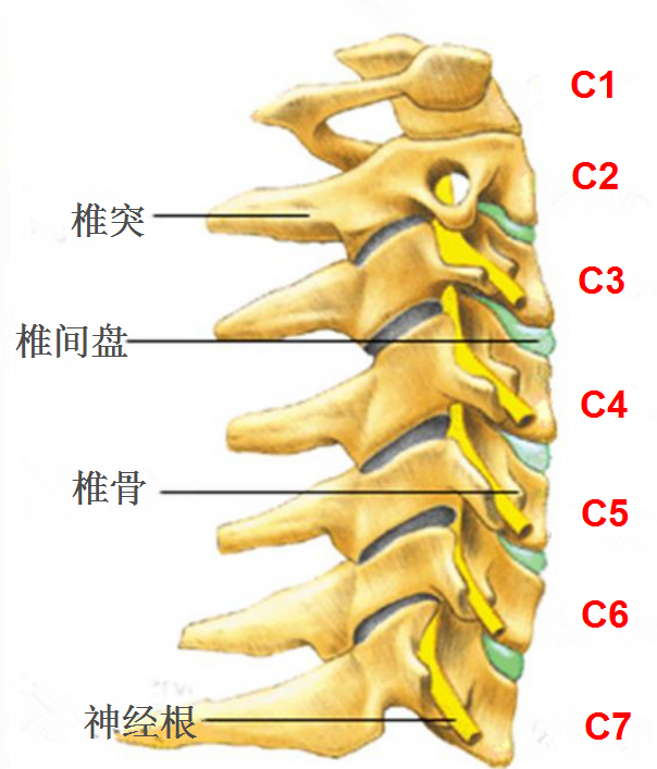 颈椎1-7节分解图图片
